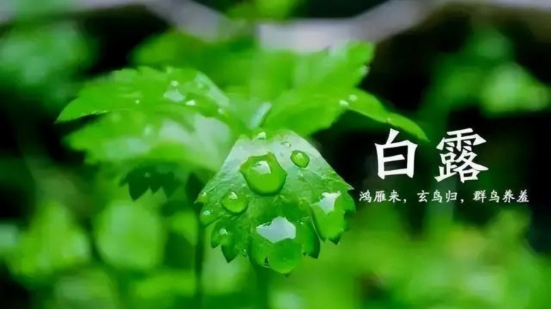 白露 悄然降臨于秋風(fēng)初起的時(shí)節(jié).jpg